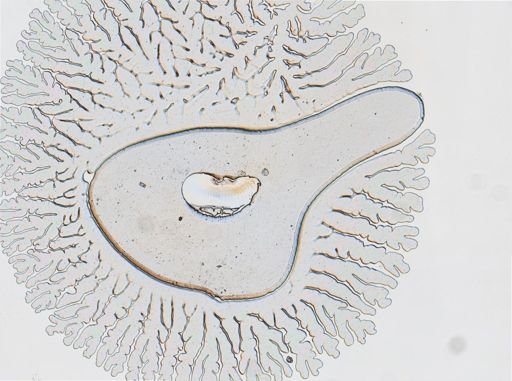 Onchidoris muricata