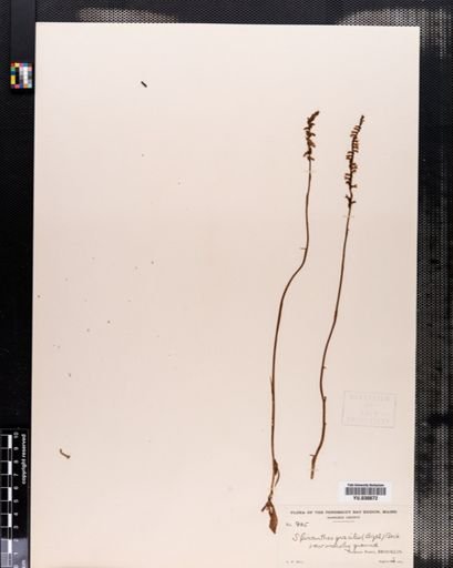 Spiranthes gracilis