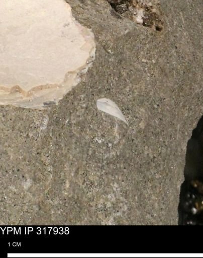 undet. Bivalvia