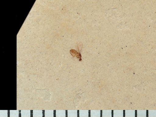 undet. Diptera
