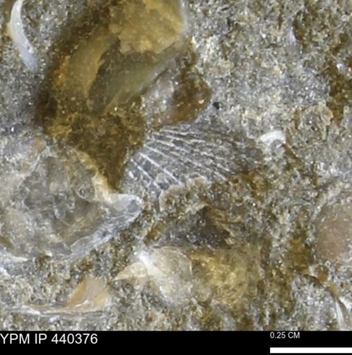Oxytoma (Hypoxytoma) nebrascana