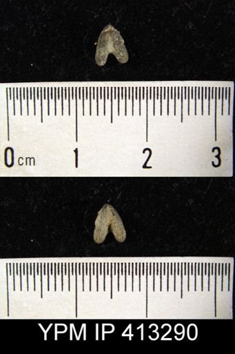 Bilobites verneuilianus?