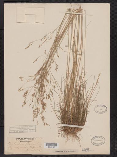 Deschampsia flexuosa