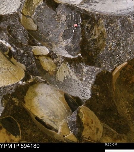 Limopsis? striatopunctatus