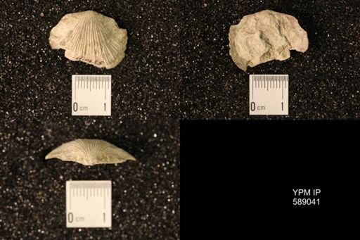 Dinorthis subquadrata