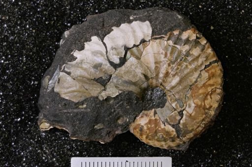 Discoscaphites sp.