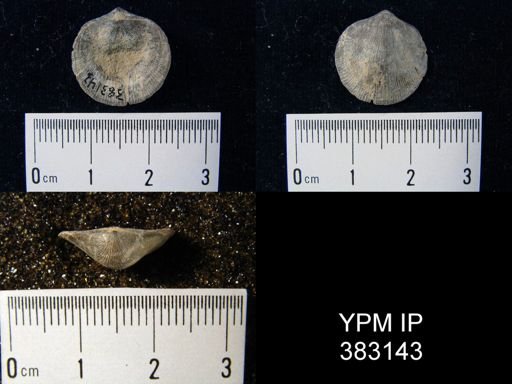Dalmanella sp.