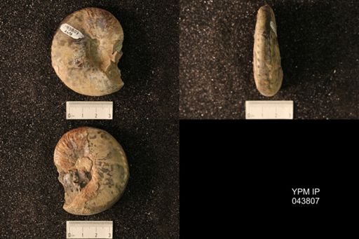 Hoploscaphites nicolletii