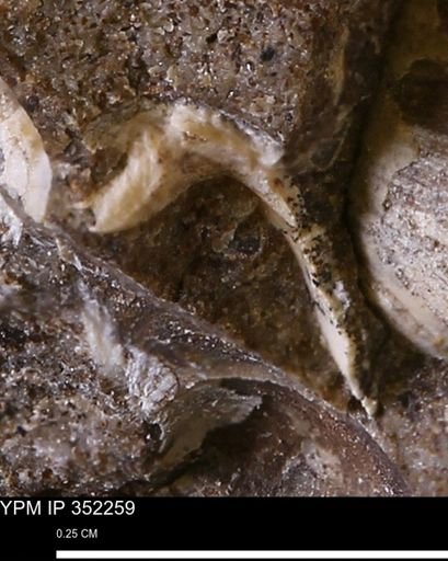 undet. Bivalvia
