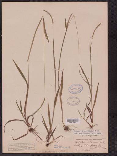 Paspalum ciliatifolium