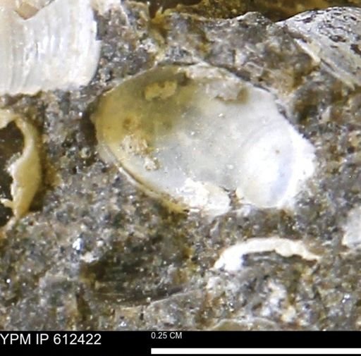 Protocardia subquadrata