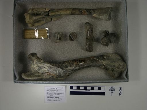 Hyrachyus