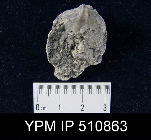Eospirifer sp.