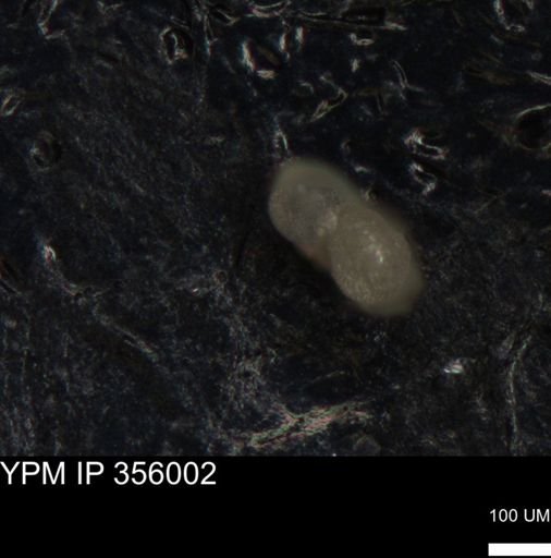 undet. Foraminiferida