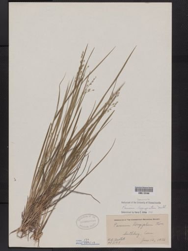Panicum depauperatum