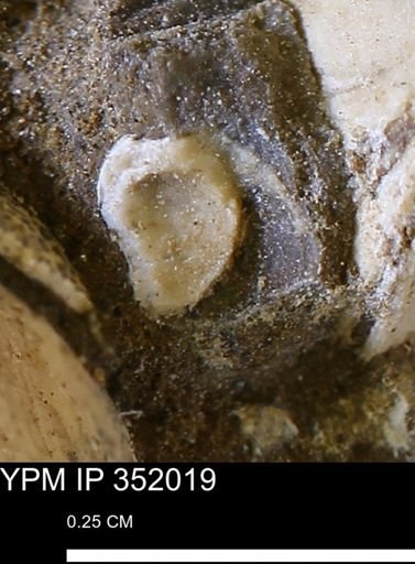 undet. Mollusca