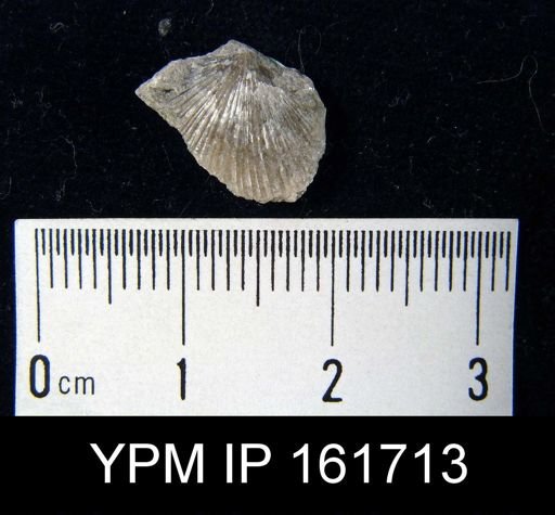 Schuchertella subplana