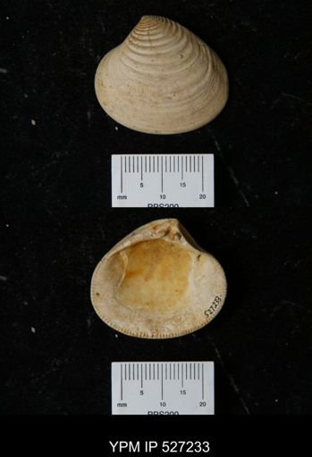 Astarte omalii