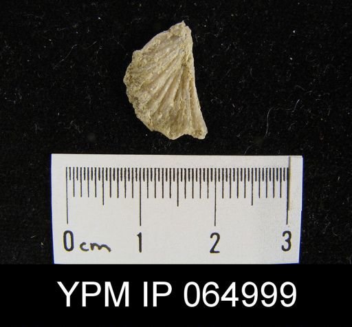 Schizoramma fissiplicata