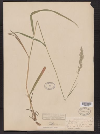 Calamagrostis cinnoides