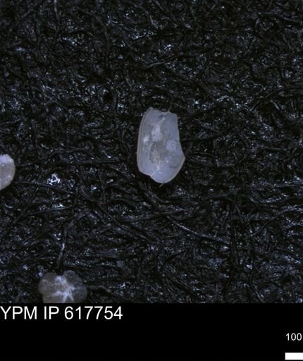 undet. Ostracoda