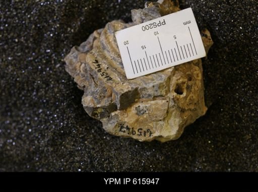 Inoceramus sp.