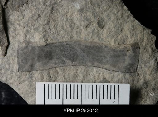 Eurypterus sp.