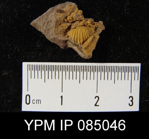 Camarotoechia borealis