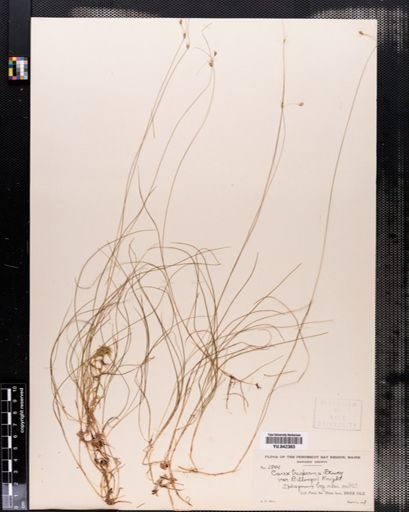 Carex trisperma