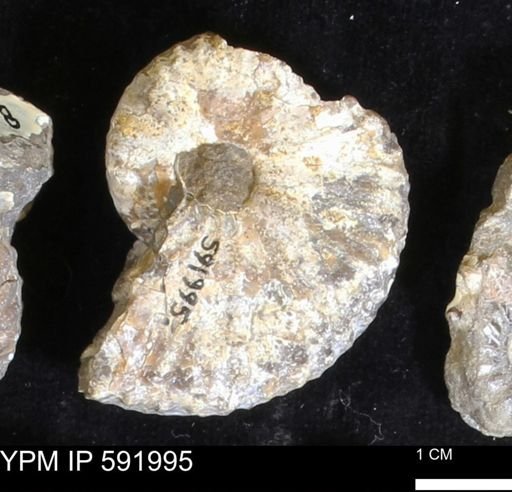 Jeletzkytes nebrascensis