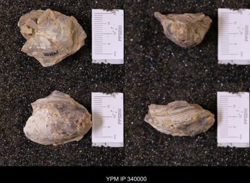 Ostrea soleniscus