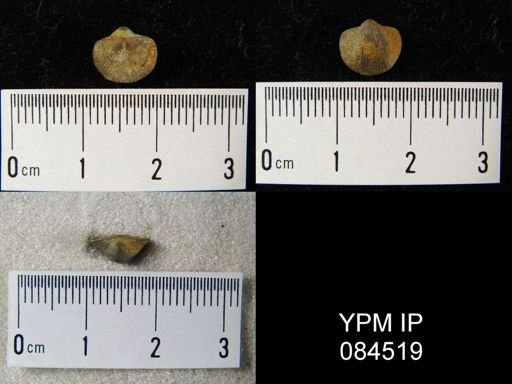 Parmorthis visbyensis nana