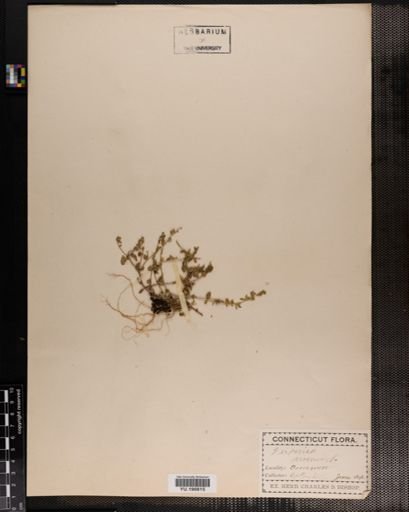 Plantae