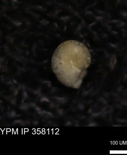 undet. Foraminiferida