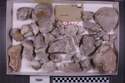 mixed taxa, stratigraphic collection