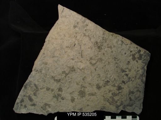 undet. Eurypterida