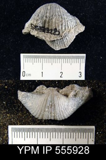 Spirifer keokuk
