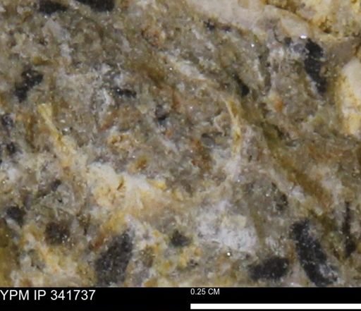 Scaphites sp.