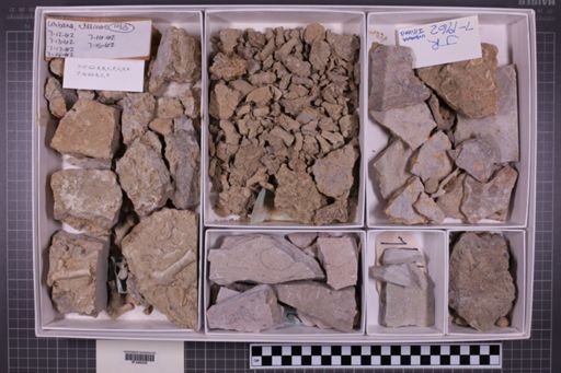 mixed taxa, stratigraphic collection