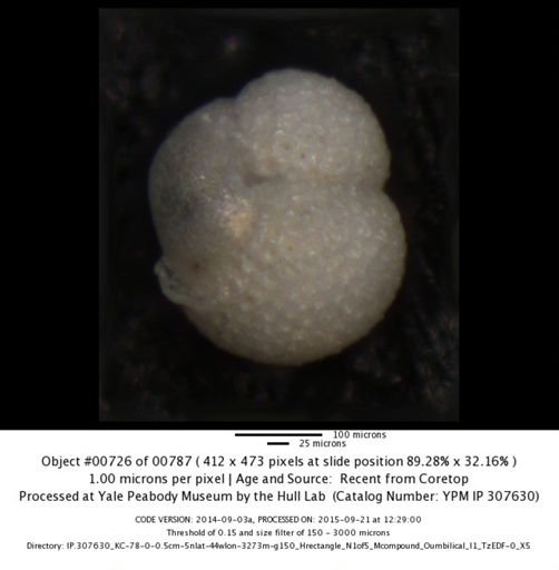 undet. Foraminiferida
