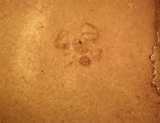 undet. Araneida