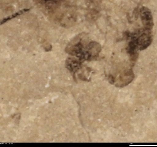 undet. Coleoptera