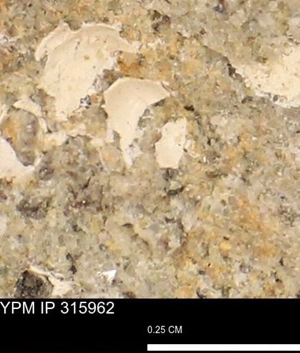 undet. Mollusca