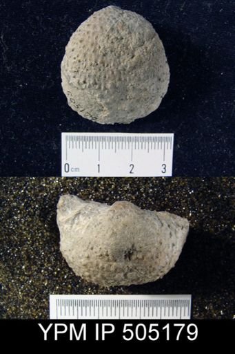 Pustula nebrascensis