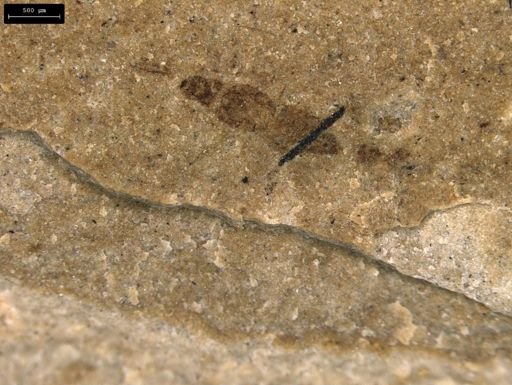taxon undetermined
