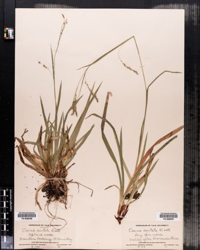Carex arctata
