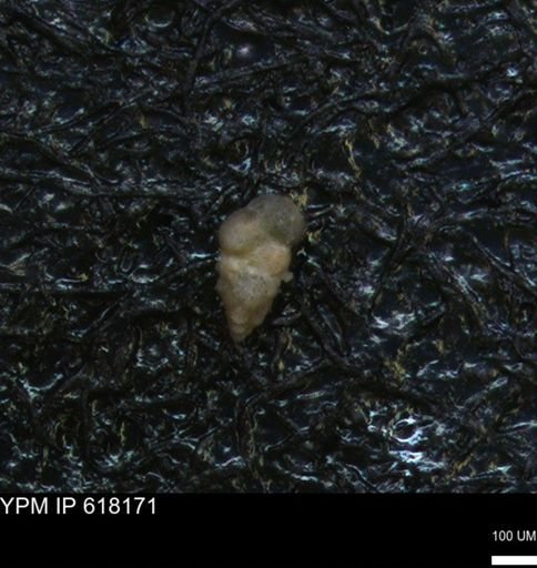 undet. Heterohelicidae