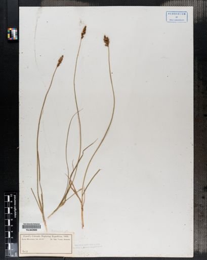 Carex