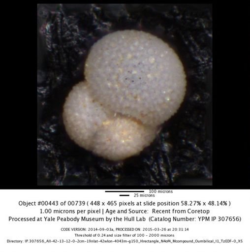 Globigerinoides sacculifer