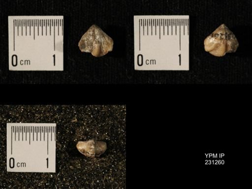 Wellerella osagensis